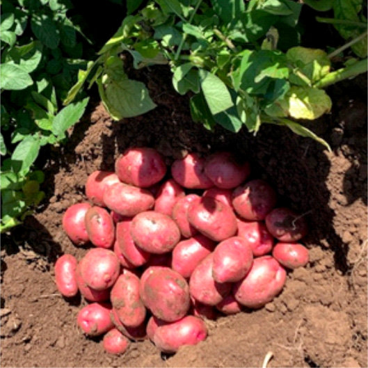 Caledonian Rose Seed Potatoes